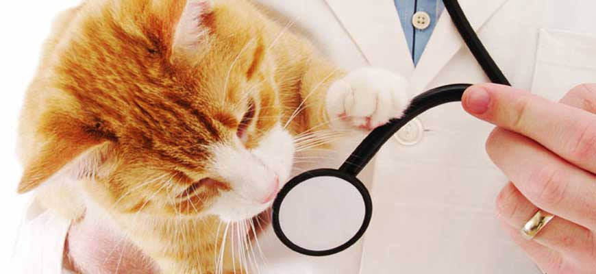 Duis sed odio sit amet nibh vulate cursus sit amet mauris