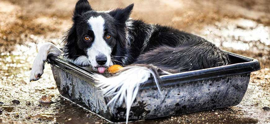 Nullam ac urna eu felis dapibus sit amet a augue