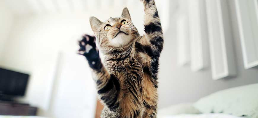 Nam enim odio sodales condimentum molestie